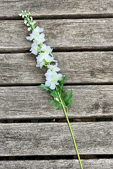 Delphinium bianco 79 cm