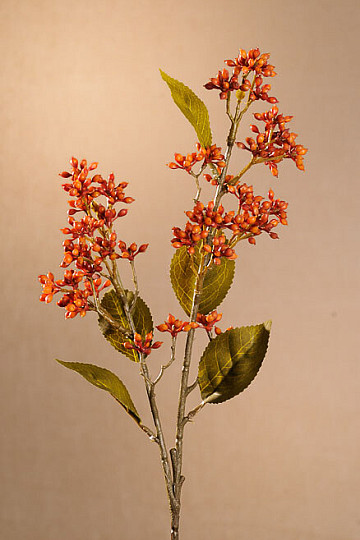 VIBURNUM TINUS SECCO 58 cm arancio