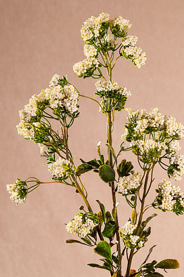 MINI FIORI bianchi