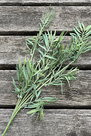 FOGLIE VERDI