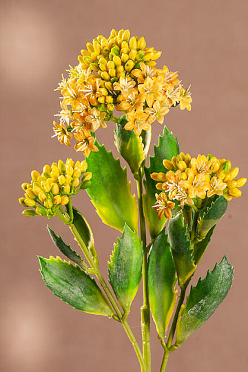 KALANCHOE GIALLO