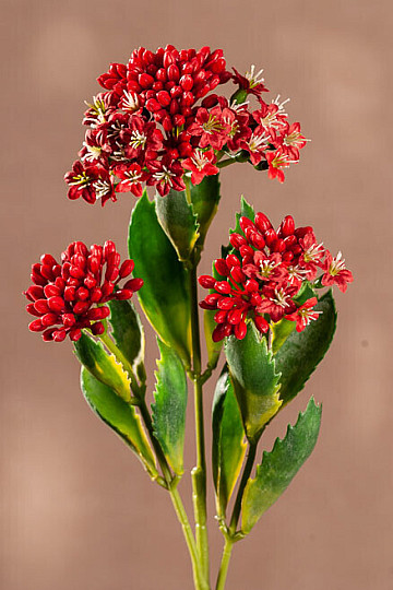 KALANCHOE ROSSO