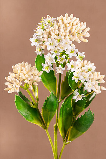 KALANCHOE BIANCO