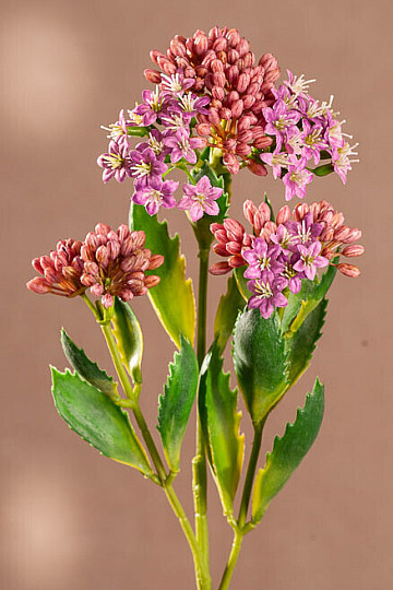 KALANCHOE VIOLA