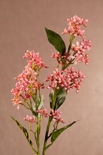 VIBURNO TINUS ROSA
