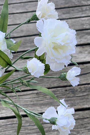 GAROFANO BIANCO