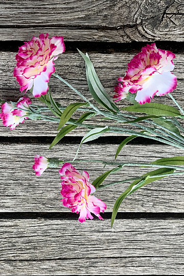 GAROFANO rosa e bianco