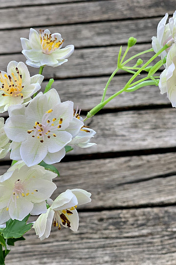 FIORE BIANCO SELVATICO