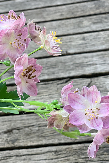 FIORE SELVATICO ROSA
