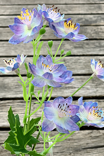 FIORE SELVATICO BLU