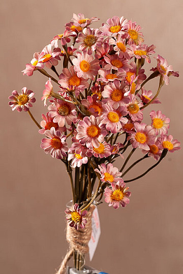 CAMOMILLA ROSA