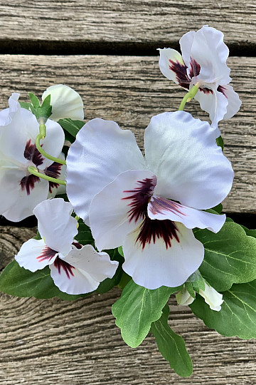 VIOLA DEL PENSIERO