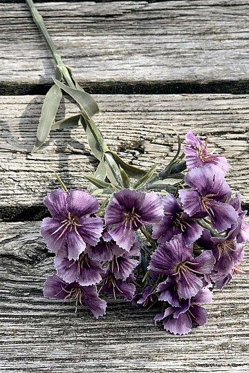 GAROFANO VIOLA