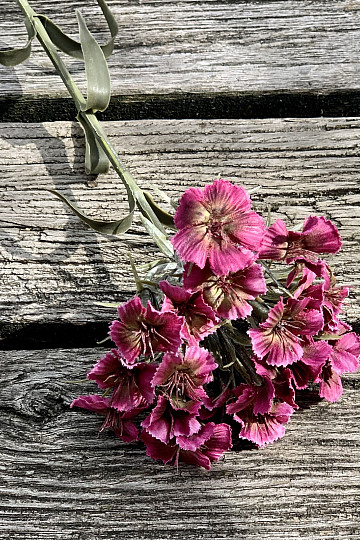 GAROFANO ROSSO