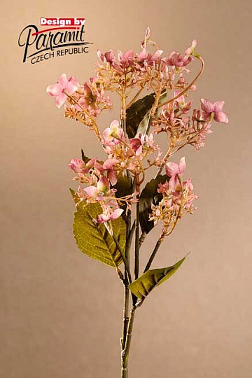 ORTENSIA SELVATICA ROSA