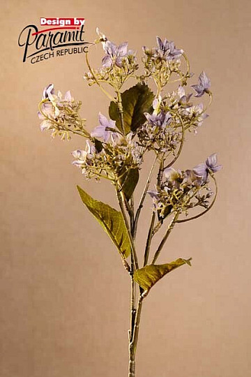 ORTENSIA SELVATICA BLU