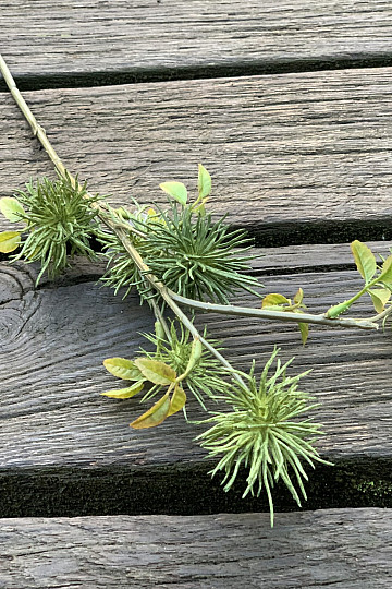 CARDO VERDE