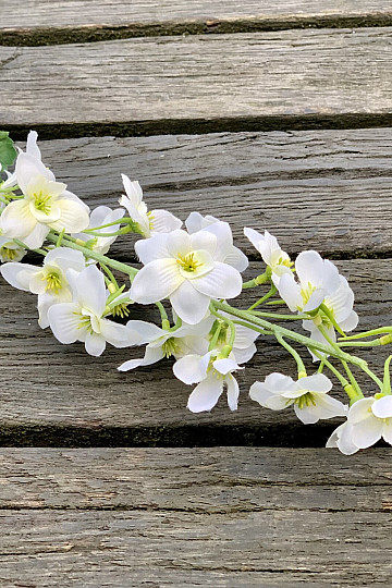 DELPHINIUM BIANCO