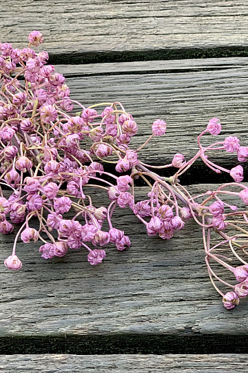 GYPSOPHYLLA VIOLA
