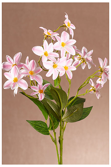 CLEMATIS ROSA E BIANCO