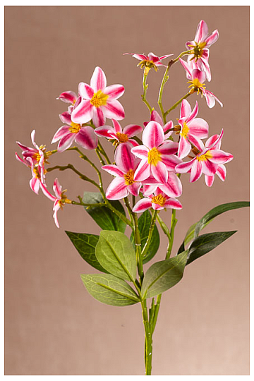 CLEMATIS ROSSO-BIANCO