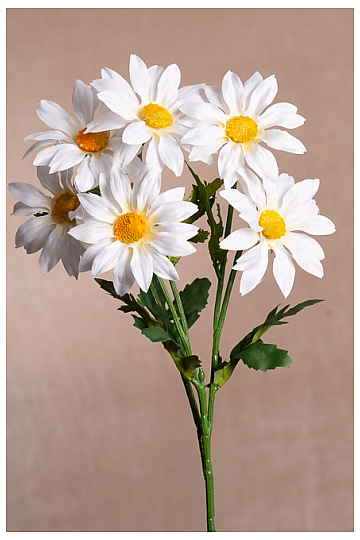 Gruppo di GAZANIA BIANCA