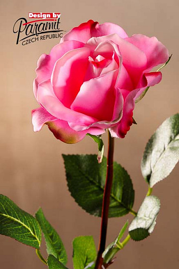 Rosa sacra rosa 67 cm