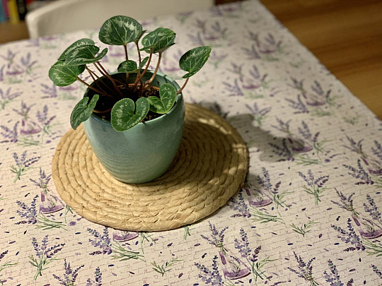 Tovaglia PROFUMO LAVANDA 120x120