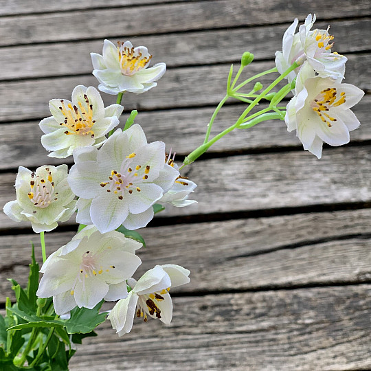 FIORE BIANCO SELVATICO