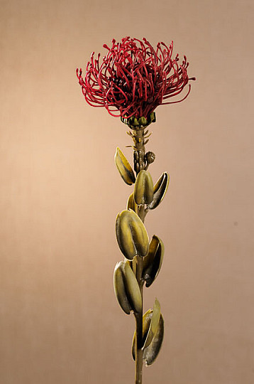 PICCOLA PROTEA SECCA ROSSA