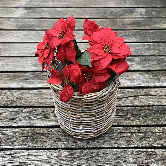 Rosa di Natale TRS ROSSA