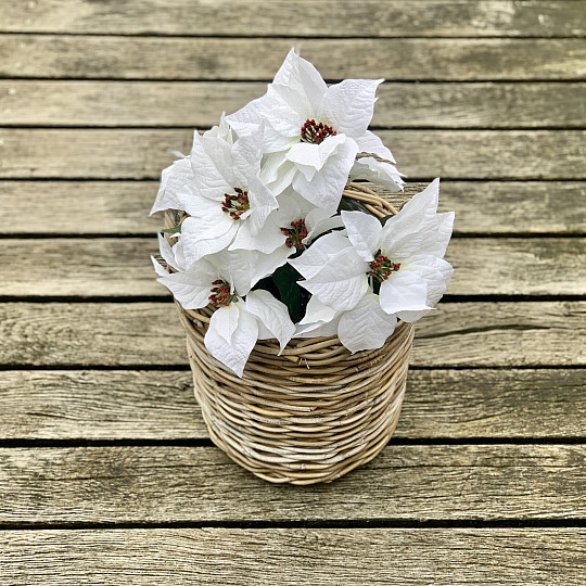 Rosa di Natale TRS BIANCO