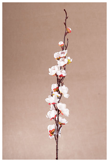 CILIEGIO BIANCO PRIMAVERA