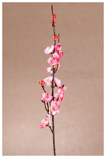 CILIEGIO ROSA PRIMAVERA