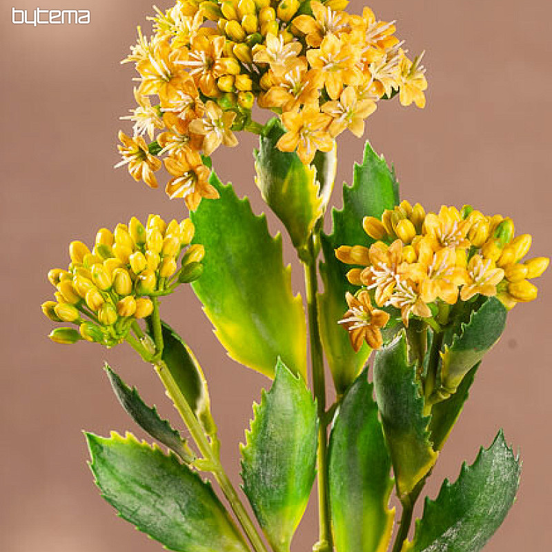 KALANCHOE GIALLO