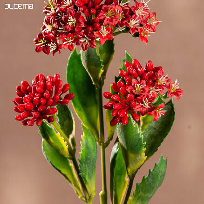 KALANCHOE ROSSO