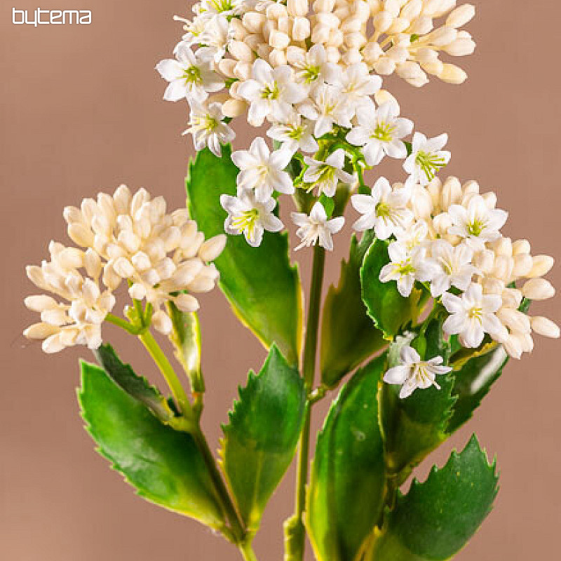 KALANCHOE BIANCO