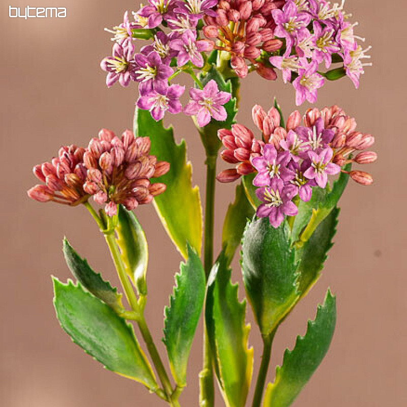 KALANCHOE VIOLA