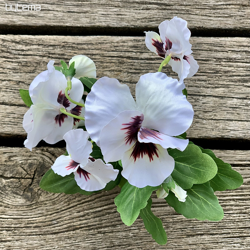 VIOLA DEL PENSIERO