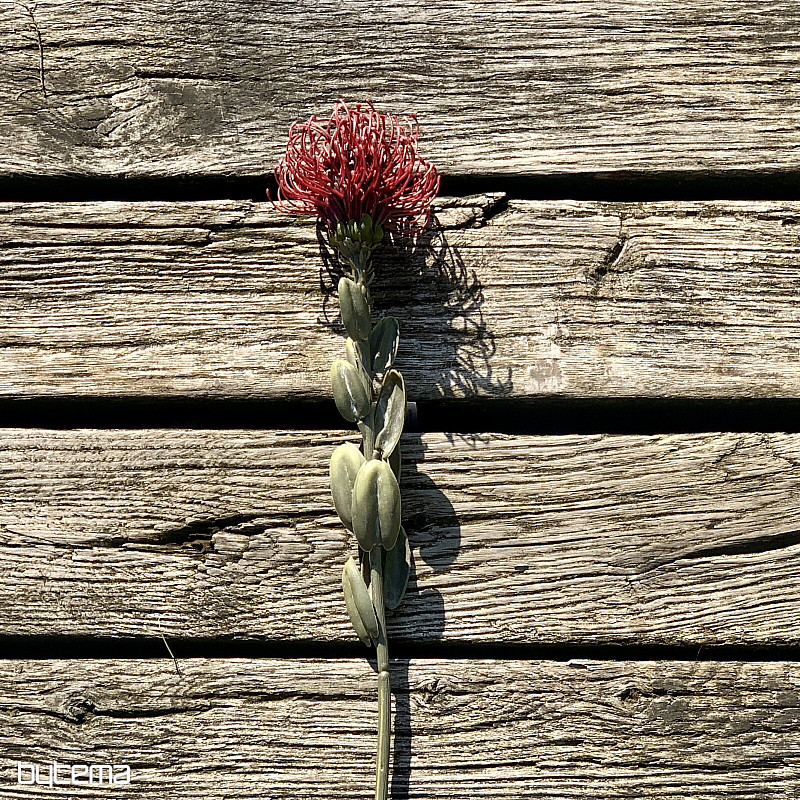 PICCOLA PROTEA SECCA ROSSA