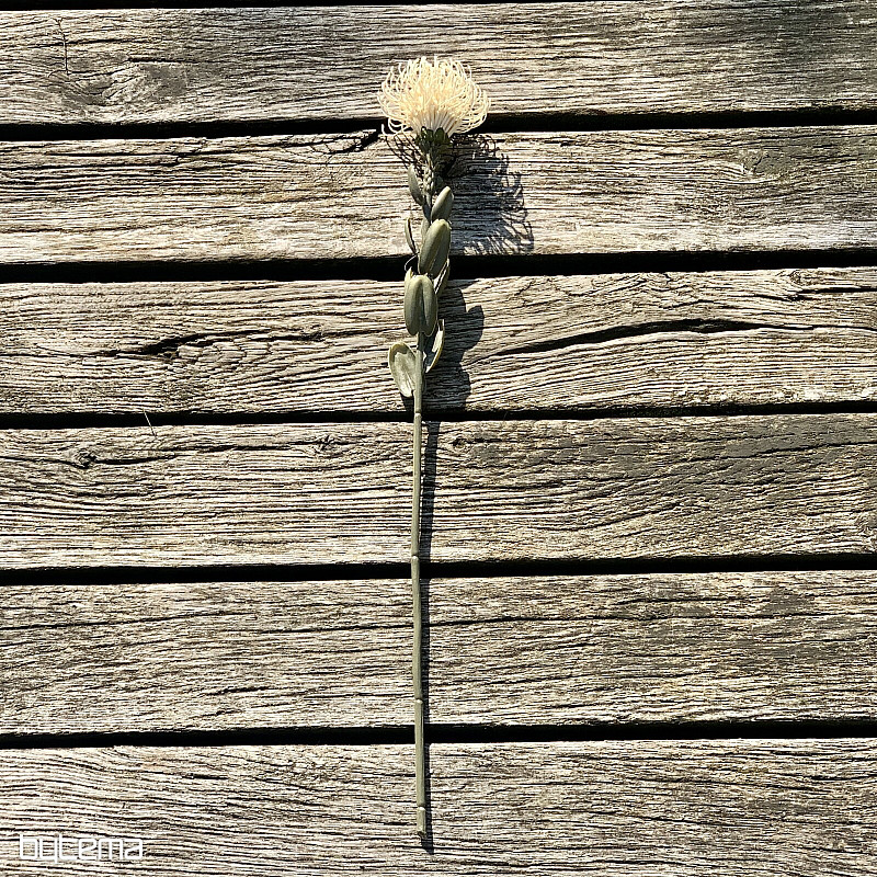 PROTEA PICCOLA SECCA BIANCA