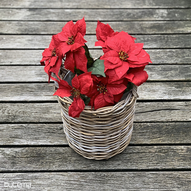 Rosa di Natale TRS ROSSA
