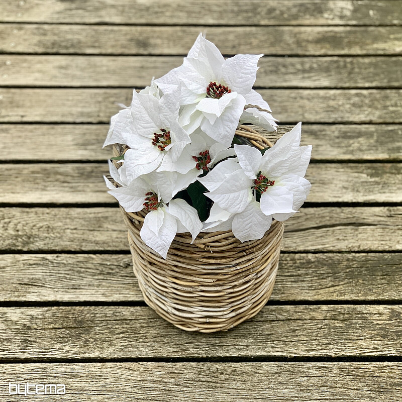 Rosa di Natale TRS BIANCO