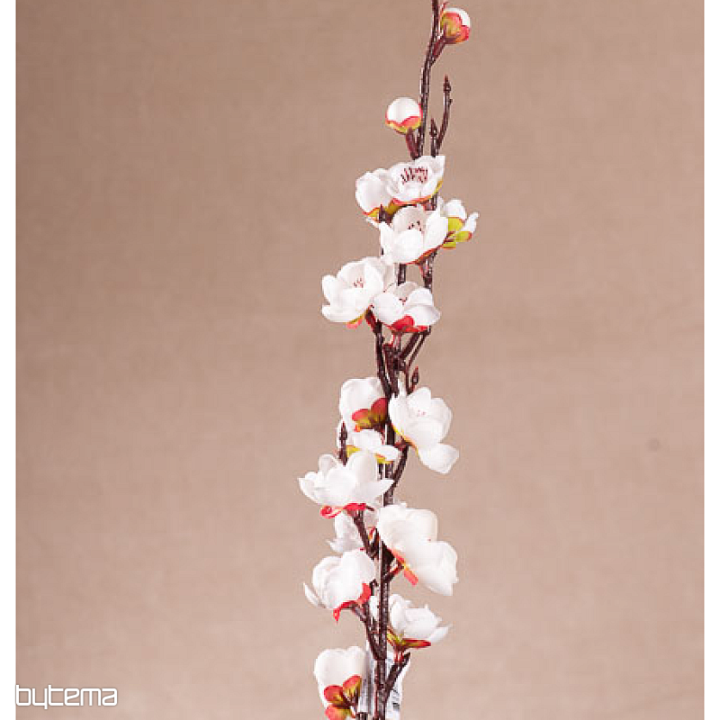 CILIEGIO BIANCO PRIMAVERA