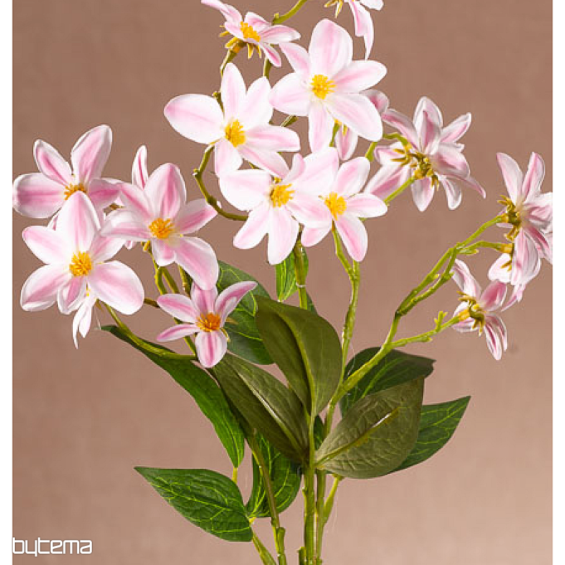 CLEMATIS ROSA E BIANCO