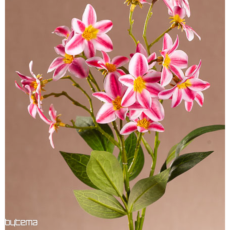 CLEMATIS ROSSO-BIANCO