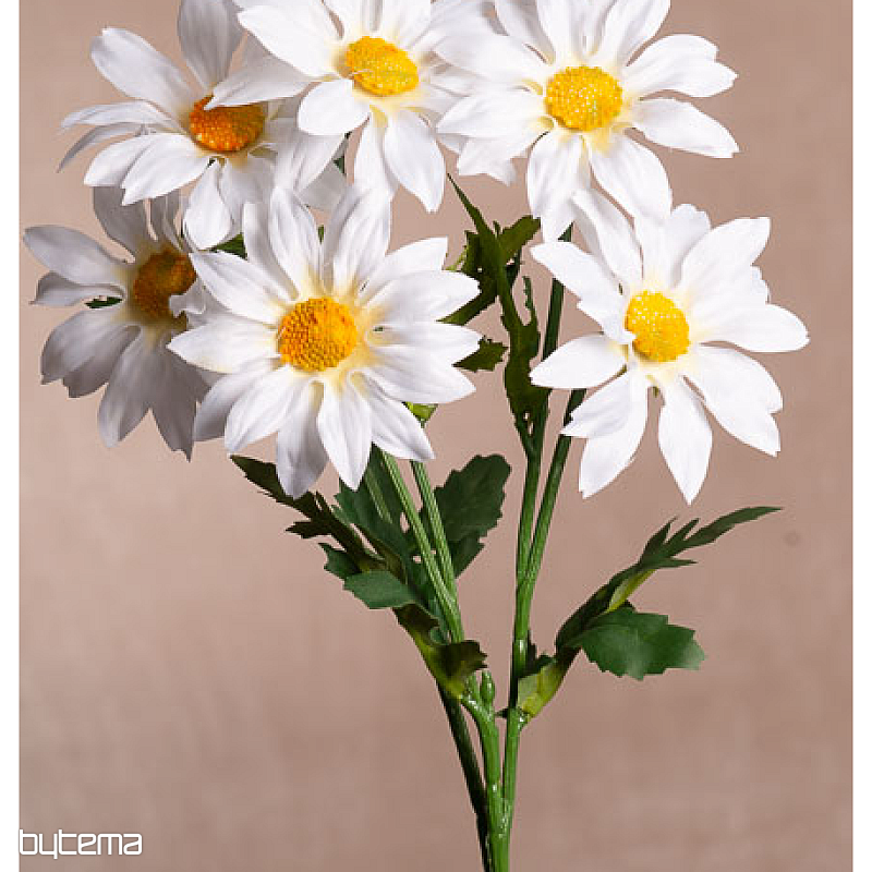 Gruppo di GAZANIA BIANCA