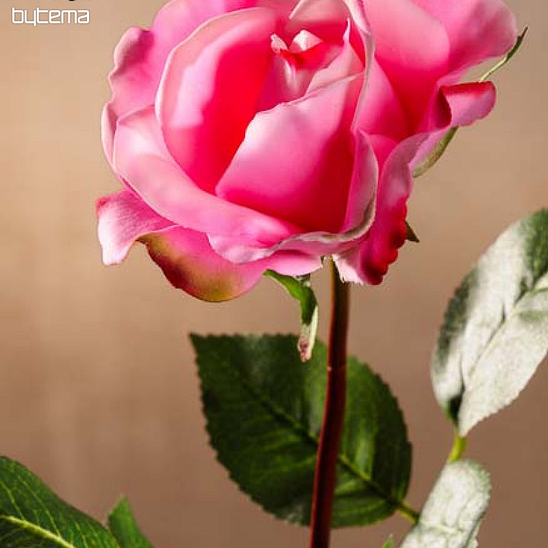 Rosa sacra rosa 67 cm