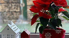 Last minute per la casa di Natale? Ti consiglieremo!