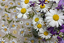 Fiori primaverili pieni di colori e profumi